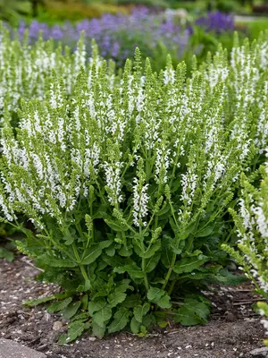 Link to Salvia White Profusion
