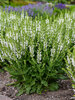 Salvia White Profusion