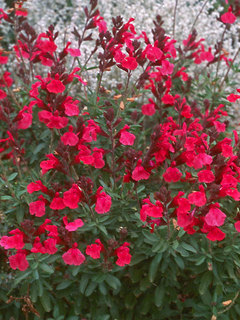 Salvia