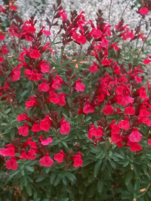 Link to Salvia Wild Thing