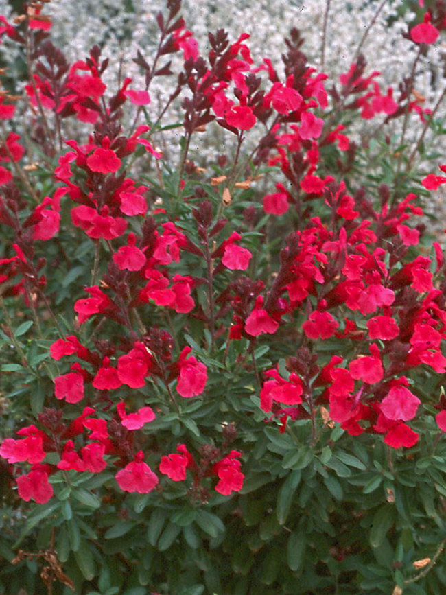 Salvia Wild-Thing