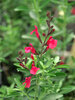 Salvia Wild-Thing