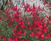 Salvia Wild-Thing