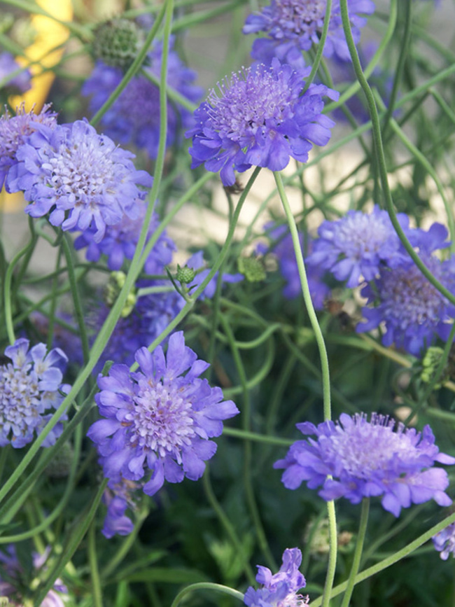 Scabiosa Butterfly-Blue