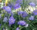 Scabiosa Butterfly-Blue