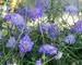 Scabiosa Butterfly-Blue