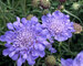 Scabiosa Butterfly-Blue