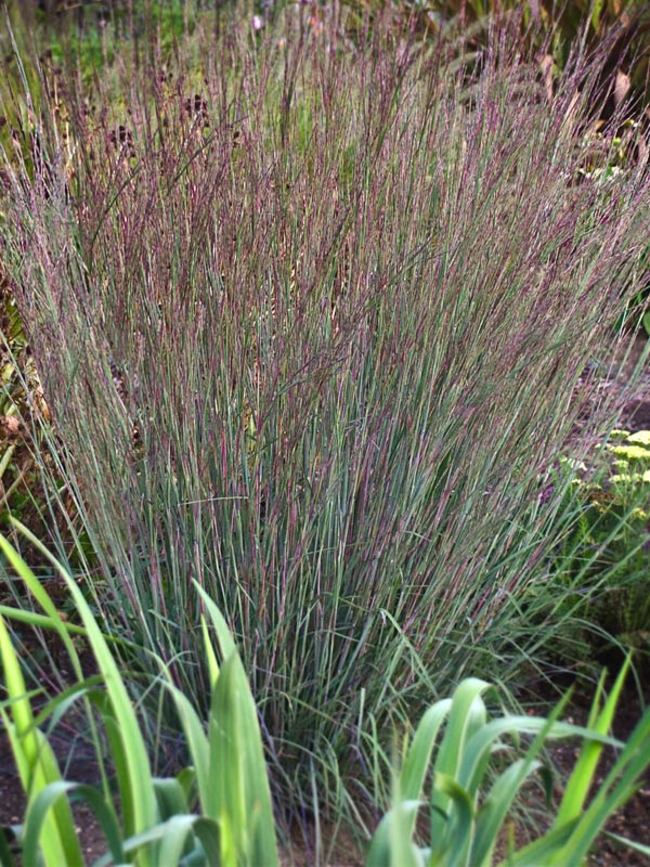 Schizachyrium Blue Heaven