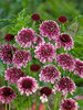 Scabiosa Beaujolais-Bonnets