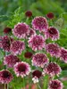 Scabiosa Beaujolais-Bonnets