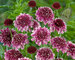 Scabiosa Beaujolais-Bonnets