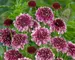 Scabiosa Beaujolais-Bonnets