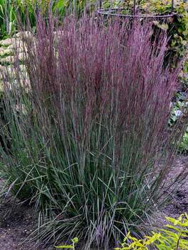 Grasses Bluestone Perennials,Expiration Date Bread Tf2