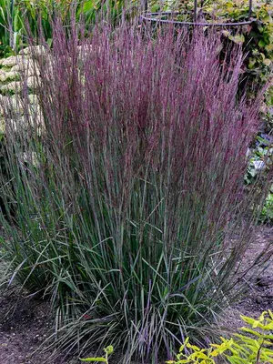 Link to Schizachyrium Blue Paradise