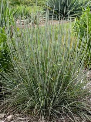Link to Schizachyrium Brush Strokes