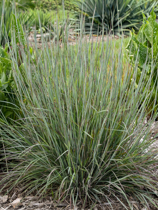 Schizachyrium Brush Strokes