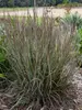 Schizachyrium Brush Strokes