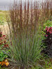 Schizachyrium Cinnamon Sticks
