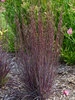 Schizachyrium Cinnamon Sticks