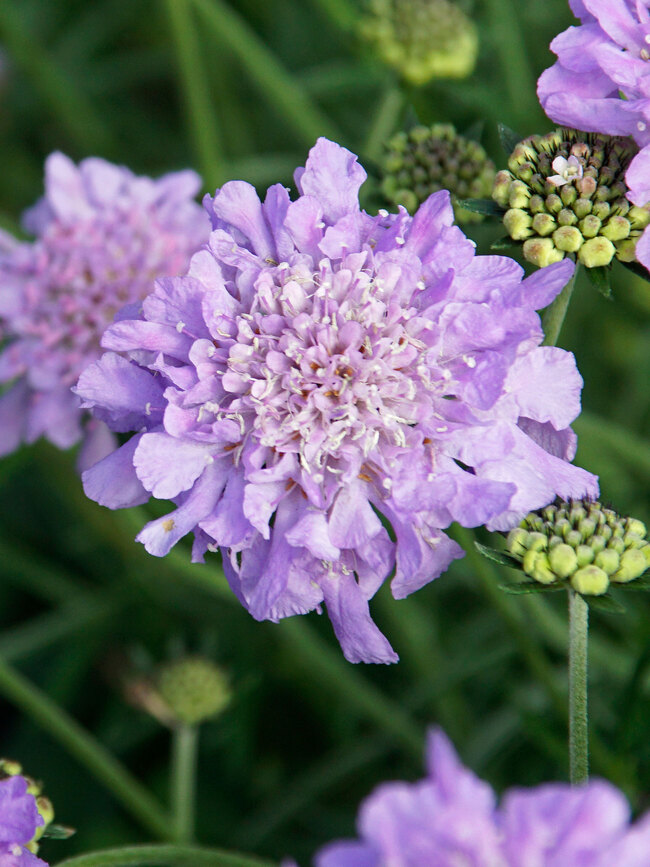 Scabiosa Flutter Deep Blue