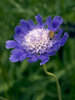 Scabiosa Fama