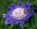 Scabiosa Fama