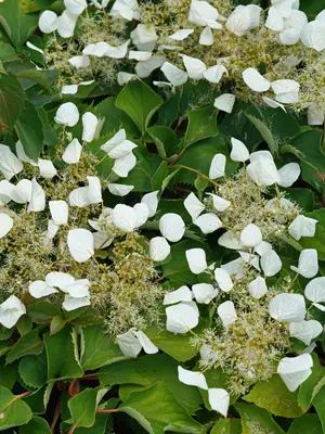 Link to Schizophragma Flirty Girl&reg;
