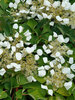 Schizophragma Flirty Girl	