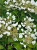 Schizophragma Flirty Girl	