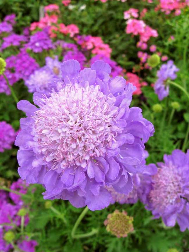 Scabiosa Mariposa Blue