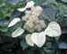 Schizophragma Moonlight