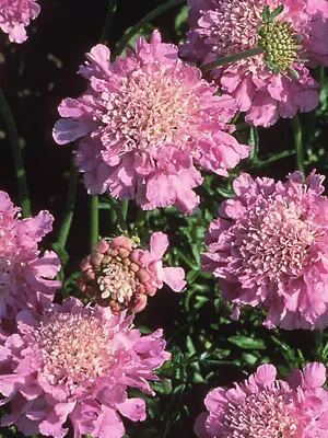 Link to Scabiosa Pink Mist