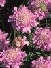 Scabiosa Pink-Mist