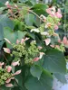 Schizophragma Rose Sensation