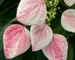 Schizophragma Rose Sensation