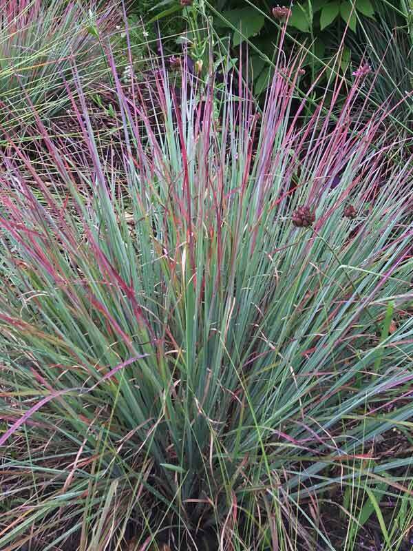 Schizachyrium Standing Ovation