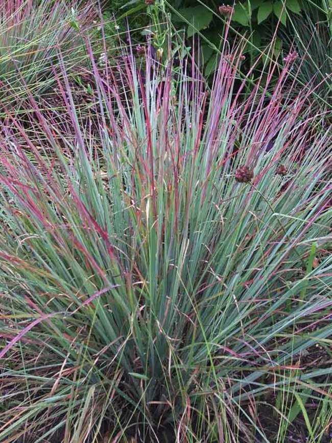 Schizachyrium Standing Ovation