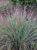 Schizachyrium Standing Ovation