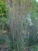 Schizachyrium Standing Ovation