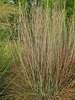 Schizachyrium Standing Ovation