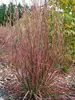 Schizachyrium Standing Ovation