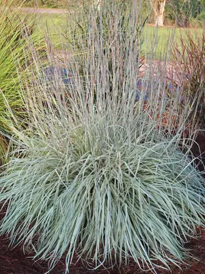 Link to Schizachyrium Shining Star&#153;
