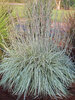 Schizachyrium Shining Star