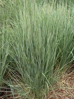 Schizachyrium