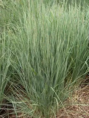 Link to Schizachyrium The Blues