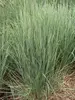Schizachyrium The Blues