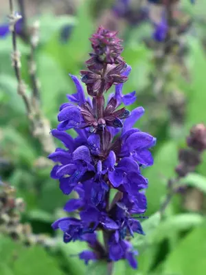 Link to Salvia Dark Matter