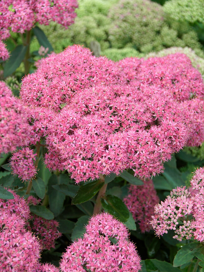 Sedum Abbey Dore