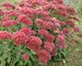 Sedum Autumn-Fire