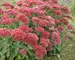 Sedum Autumn-Fire